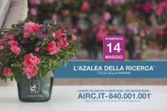 Torna l’Azalea della Ricerca a Bagno a Ripoli